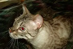 Name Bengal Cat Emmett