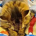 Cat, Felidae, Blue, Carnivore, Comfort, Small To Medium-sized Cats, Orange, Whiskers, Fawn, Sky, Snout, Electric Blue, Carpet, Paw, Human Leg, Furry friends, Domestic Short-haired Cat, Nap, Linens