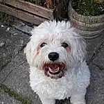 Dog, Carnivore, Dog breed, Flowerpot, Water Dog, Companion dog, Houseplant, Plant, Toy Dog, Grass, Working Animal, Terrier, Road Surface, Small Terrier, Furry friends, Labradoodle, Canidae, Maltepoo, Mal-shi