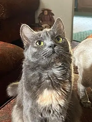 Ragdoll Cat Sally