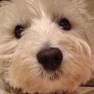 Name West Highland White Terrier Dog Einstein