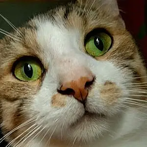 Name American Shorthair Cat Cinder