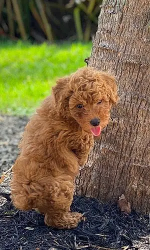 Name Poodle Dog Henny