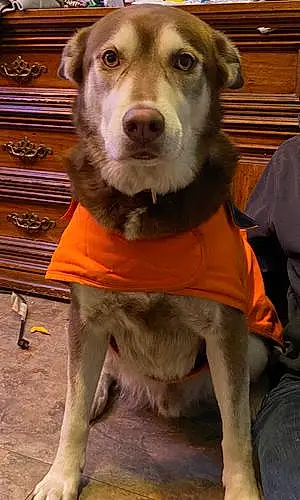Alaskan Malamute Dog Cooper