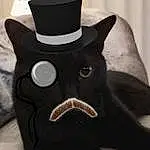Black cats, Black, Head, Cat, Whiskers, Hat, Snout, Headgear, Felidae, Textile, Small To Medium-sized Cats, Linens