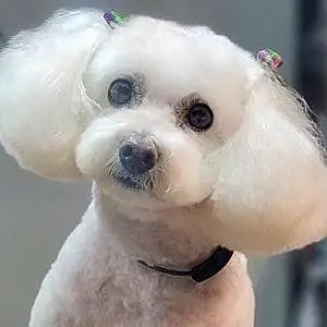 Name Bichon Frise Dog Chanel