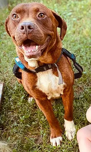 Name Pitt Bull Terrier Dog Hooch