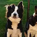 Dog, Dog breed, Carnivore, Herding Dog, Companion dog, Working Animal, Border Collie, Snout, Australian Collie, Canidae, Plant, Tail, Mcnab, Working Dog, Furry friends, Terrestrial Animal