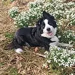 Plant, Dog, Dog breed, Carnivore, Companion dog, Grass, Herding Dog, Flower, Snout, Groundcover, Working Animal, Canidae, Soil, Border Collie, Working Dog, Terrestrial Animal, Non-sporting Group, Tree