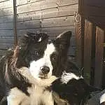 Dog, Dog breed, Carnivore, Companion dog, Herding Dog, Working Animal, Snout, Border Collie, Canidae, Furry friends, Australian Collie, Terrestrial Animal, Working Dog, Non-sporting Group