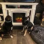 Dog, Carnivore, Grey, Living Room, Fawn, Dog breed, Companion dog, Gas, Couch, Wood-burning Stove, Comfort, Wood, Hearth, Hardwood, Room, Toy Dog, Club Chair, Heat