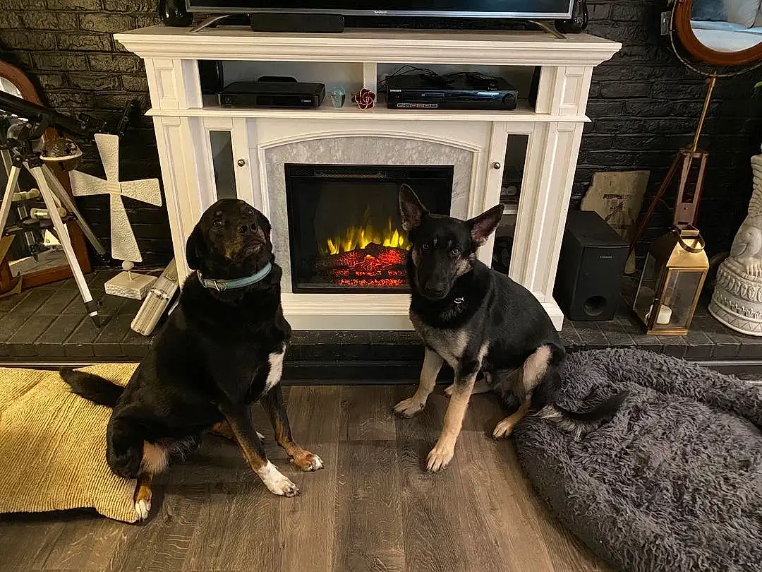 Dog, Carnivore, Grey, Living Room, Fawn, Dog breed, Companion dog, Gas, Couch, Wood-burning Stove, Comfort, Wood, Hearth, Hardwood, Room, Toy Dog, Club Chair, Heat