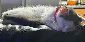 Name American Shorthair Cat Gypsy
