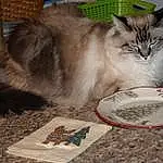 Cat, Felidae, Carnivore, Cat Supply, Pet Supply, Small To Medium-sized Cats, Animal Feed, Fawn, Whiskers, Cat Toy, Pet Food, Dishware, Tableware, Serveware, Furry friends, Tail, Event, Cup, Box, Ragdoll