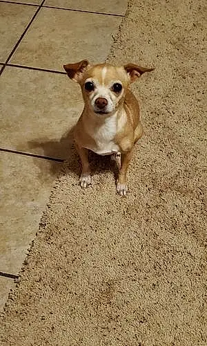 Name Chihuahua Dog Chole