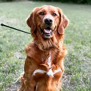 Name Golden Retriever Dog Bailee