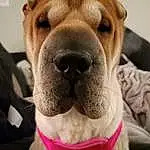 Nose, Head, Dog, Jaw, Ear, Carnivore, Dog breed, Whiskers, Collar, Working Animal, Fawn, Companion dog, Wrinkle, Snout, Dog Collar, Selfie, Liver, Furry friends, Puppy love