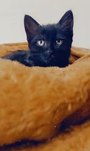 Name Cat Leela