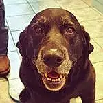 Dog, Eyes, Carnivore, Liver, Dog breed, Whiskers, Companion dog, Dog Collar, Collar, Working Animal, Snout, Gun Dog, Tile Flooring, Furry friends, Borador, Retriever, Pointing Breed, Canidae