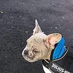 Dog, Bulldog, Dog breed, Carnivore, Road Surface, Companion dog, Fawn, Asphalt, Snout, Toy Dog, Working Animal, Collar, Wrinkle, Leash, Canidae, Road, Electric Blue, Grass