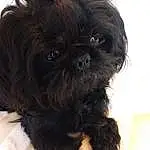 Dog, Dog breed, Carnivore, Liver, Working Animal, Companion dog, Fawn, Toy Dog, Snout, Furry friends, Canidae, Shih Tzu, Maltepoo, Pet Supply, Small Terrier, Terrestrial Animal, Non-sporting Group, Yorkipoo