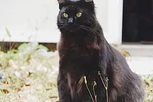 Name American Shorthair Cat Dahlia