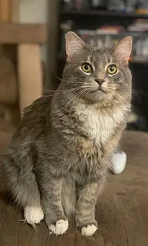 Name Cat Jericho