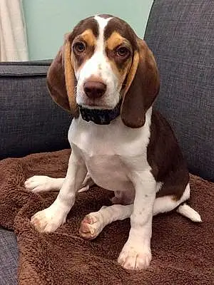 Name Beagle Dog Gumbo