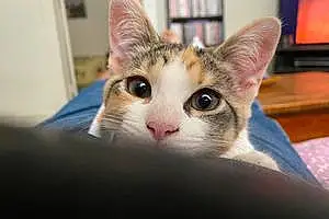 Name American Shorthair Cat Amy