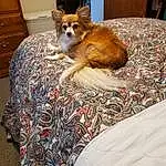 Comfort, Wood, Cabinetry, Fawn, Linens, Companion dog, Felidae, Mustelidae, Furry friends, Room, Bedding, Terrestrial Animal, Whiskers, Small To Medium-sized Cats, Bed, Tail, Toy Dog, Bed Sheet, Dog breed