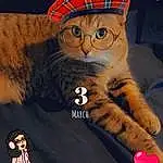 Cat, Felidae, Font, Small To Medium-sized Cats, Whiskers, Cap, Poster, Baseball Cap, Photo Caption, Tail, Costume Hat, Furry friends, Eyewear, Hat, Fashion Accessory, Graphics, Magenta, Animation, Graphic Design, Happy