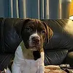 Dog, Scent Hound, Carnivore, Liver, Dog breed, Fawn, Companion dog, Whiskers, Curtain, Working Animal, Hound, Couch, Ball, Canidae, Terrestrial Animal, Gun Dog, Comfort, Puppy, German Shorthaired Pointer, Formal Wear