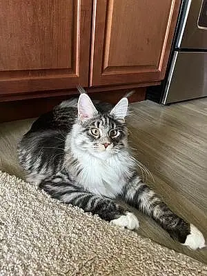 Name Maine Coon Cat Banjo
