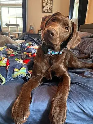 Name Labrador Retriever Dog Hera