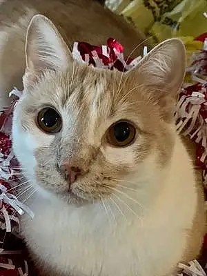 Name American Shorthair Cat Emmett