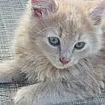 Cat, Felidae, Carnivore, Iris, Whiskers, Small To Medium-sized Cats, Fawn, Snout, Furry friends, Domestic Short-haired Cat, Paw, Cat Supply, Photo Caption, Ragdoll, British Longhair