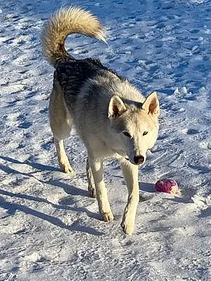Winter Husky Dog Raider