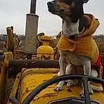 Sky, Dog, Vehicle, Dog breed, Vroom Vroom, Working Animal, Collar, Carnivore, Companion dog, Gas, Automotive Tire, Wheel, Agricultural Machinery, Machine, Automotive Exterior, Cloud, Tractor, Automotive Wheel System, Auto Part, Canidae