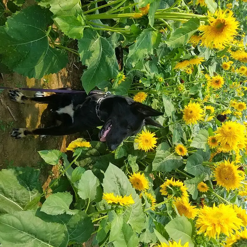 Flower, Plant, Leaf, Cat, Yellow, Petal, Groundcover, Annual Plant, Herbaceous Plant, Flowering Plant, Shrub, Sunflower, Daisy Family, Subshrub, Forb, Herb, Sunflower, Pollen, Wildflower, Plantation