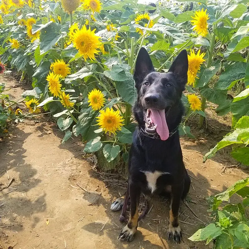 Flower, Plant, Botany, Carnivore, Grass, Dog, Flowering Plant, Dog breed, Annual Plant, Petal, Groundcover, Herbaceous Plant, Working Animal, Wildflower, Sunflower, Terrestrial Animal, Landscape, Prairie, Tail