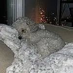 Toy, Freezing, Stuffed Toy, Event, Snow, Dog breed, Wool, Furry friends, Winter, Companion dog, Room, Art, Precipitation