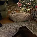 Brown, Christmas Tree, Plant, White, Light, Black, Comfort, Lighting, Wood, Interior Design, Living Room, Grey, Tree, Holiday Ornament, Christmas Ornament, Carnivore, Ornament, Tints And Shades