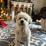 Dog, Dog breed, Carnivore, Christmas Tree, Companion dog, Fawn, Toy Dog, Snout, Chair, Poodle, Terrier, Furry friends, Event, Canidae, Working Animal, Maltepoo, Pet Supply, Dog Collar