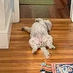 Dog, Wood, Couch, Carnivore, Dog breed, Fawn, Companion dog, Hardwood, Toy Dog, Laminate Flooring, Wood Stain, Poodle, Dog Supply, Water Dog, Terrier, Pattern, Wood Flooring, Room