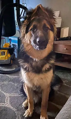 Name German Shepherd Dog Brutus