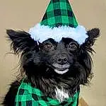 Dog, Party Hat, Dog Supply, Dog breed, Green, Carnivore, Dog Clothes, Sleeve, Companion dog, Whiskers, Collar, Fawn, Working Animal, Snout, Pet Supply, Toy Dog, Costume Hat, Canidae, Dog Collar, Furry friends