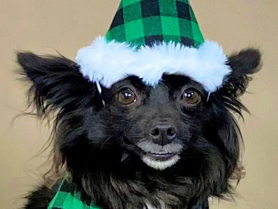 Dog, Party Hat, Dog Supply, Dog breed, Green, Carnivore, Dog Clothes, Sleeve, Companion dog, Whiskers, Collar, Fawn, Working Animal, Snout, Pet Supply, Toy Dog, Costume Hat, Canidae, Dog Collar, Furry friends