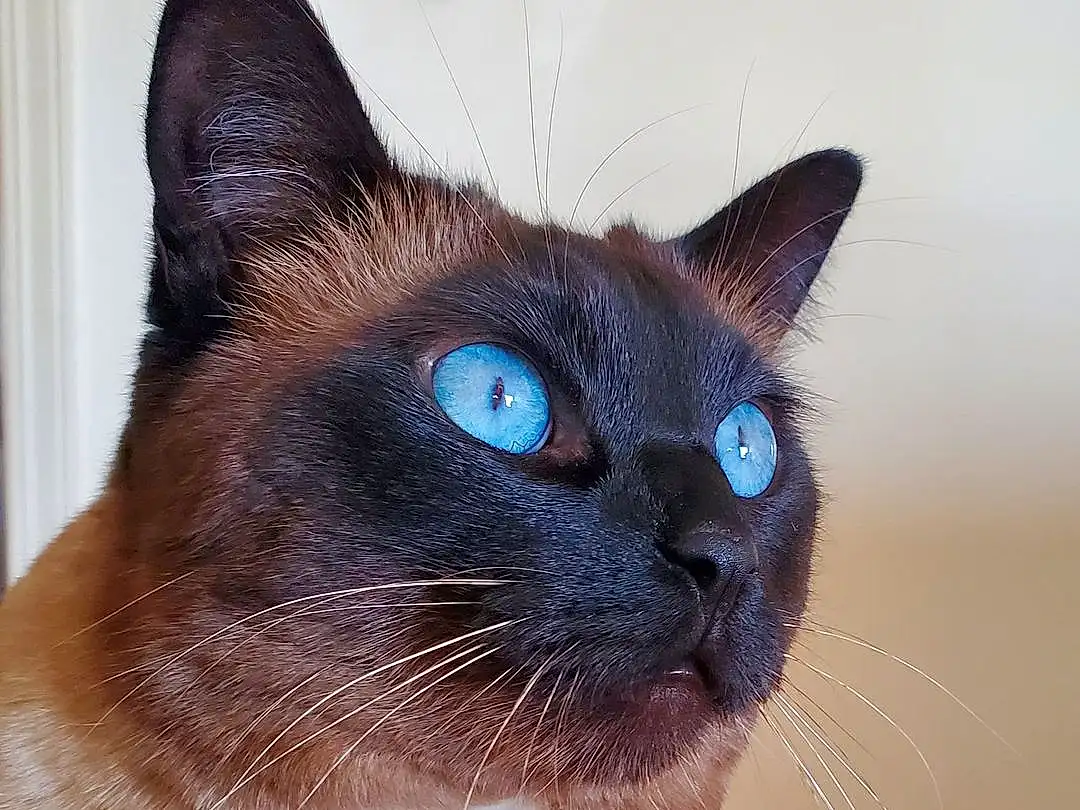 Cat, Siamese, Felidae, Carnivore, Small To Medium-sized Cats, Whiskers, Iris, Fawn, Snout, Furry friends, Electric Blue, Birman, Thai, Terrestrial Animal, Balinese