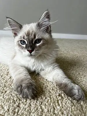 Siberian Cat Russo