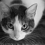 Cat, Felidae, Carnivore, Iris, Small To Medium-sized Cats, Whiskers, Grey, Ear, Snout, Tree, Black & White, Monochrome, Domestic Short-haired Cat, Furry friends, Paw, Darkness